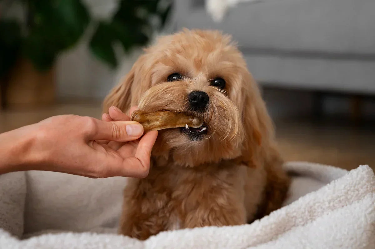 Why Your Dog Needs Daily Multivitamins (And How Chewpions Can Help)