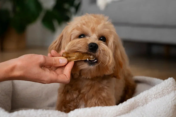 Why Your Dog Needs Daily Multivitamins (And How Chewpions Can Help)