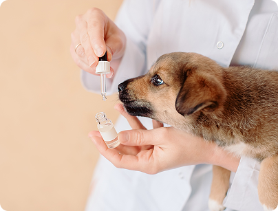 The Truth About Omega-3 for Dogs