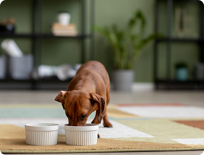 Gut Health = Dog Health
