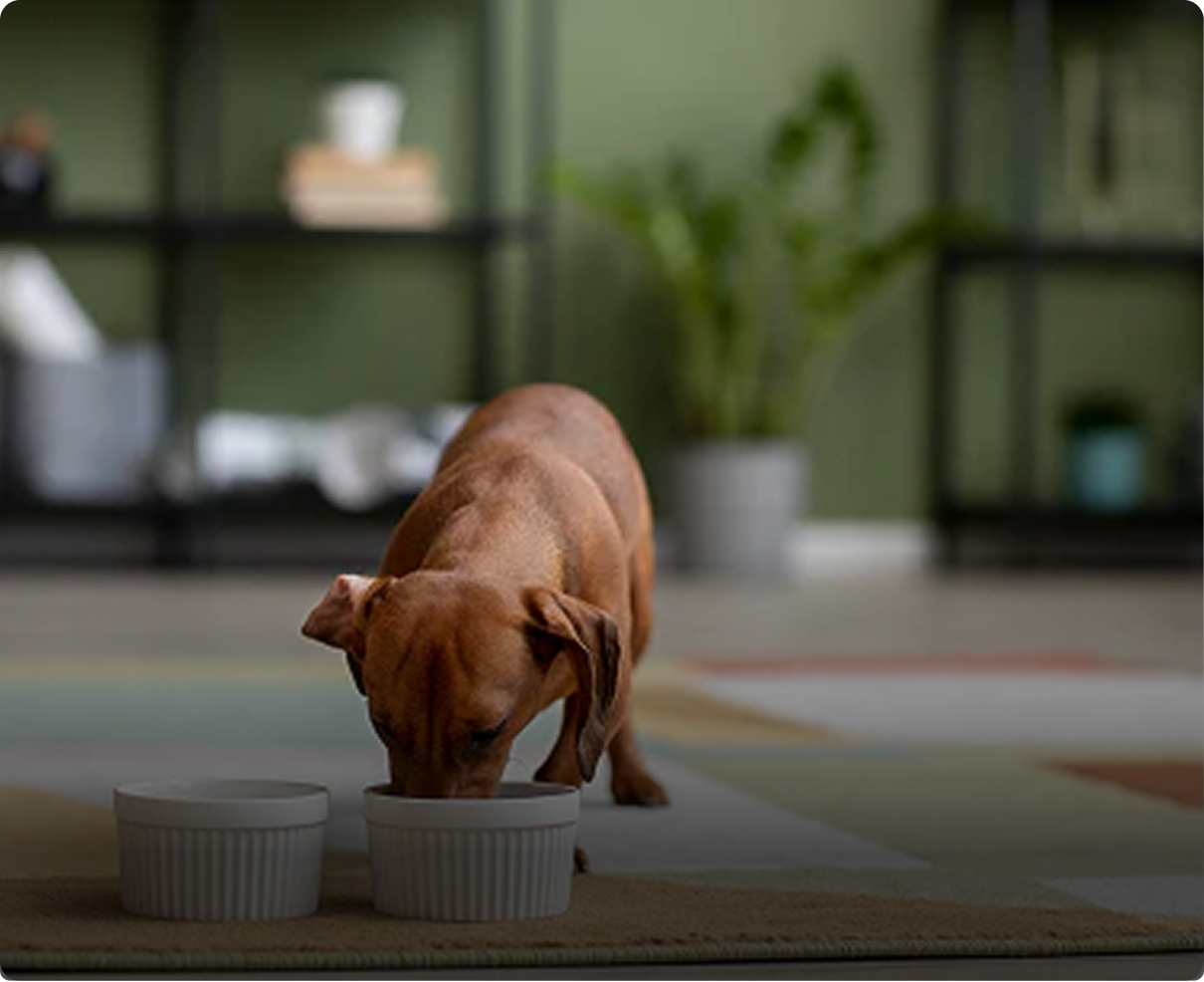 Gut Health = Dog Health
