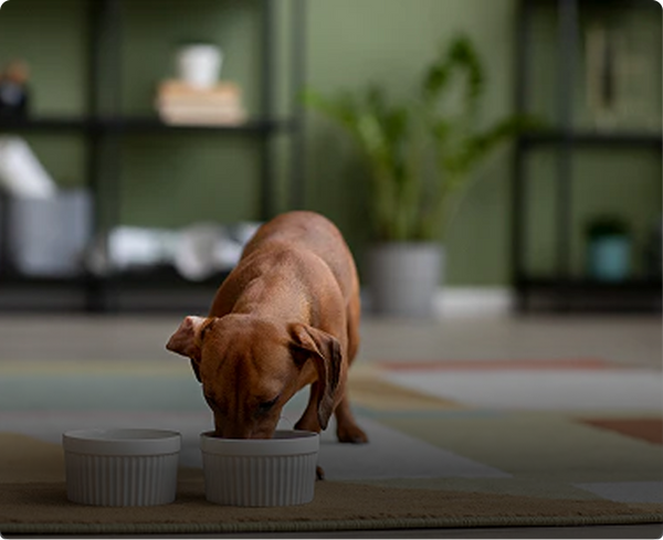 Gut Health = Dog Health